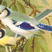 Azure Tit